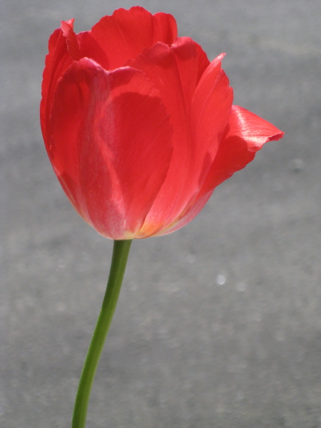 tulpe450.JPG