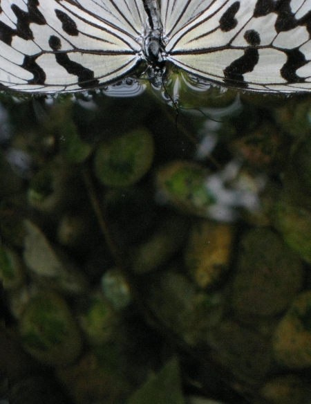 butterflyschmetterling2450hochkant.jpg