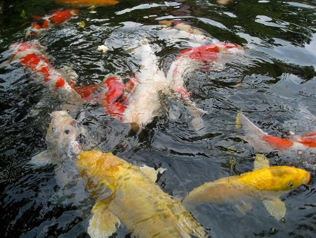 koi18-IMG_9874-450