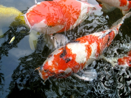 koi20-IMG_9879-450