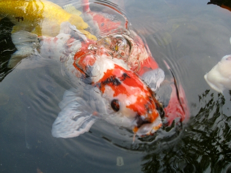 koi7-IMG_9877-450